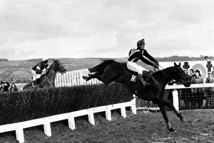Silver Buck jumps the last on his way to victory in the Cheltenham Gold Cup 27th November