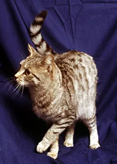 Felines Prints: A silver spotted tabby cat February 1989 animal animals cute feline cats cat