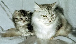 A silver spotted tabby cat with a young kitten February 1989