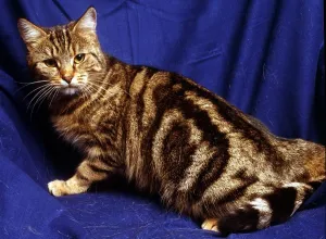 Felines Prints: A silver tabby cat February 1989 animal animals cute feline cats cat