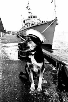 Images Dated 15th January 1972: Sippers the mongrel mascot dog of HMS Soberton, pictured at the Fish Quay