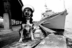 Images Dated 15th January 1972: Sippers the mongrel mascot dog of HMS Soberton, pictured at the Fish Quay