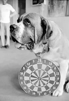 Relationships Collection: Sixteen stone St. Bernard dog Sebastian with his ownwe wearing a full size dart board
