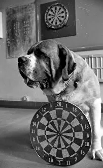 Relationships Collection: Sixteen stone St. Bernard dog Sebastian with his ownwe wearing a full size dart board