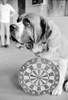 Relationships Prints: Sixteen stone St. Bernard dog Sebastian with his ownwe wearing a full size dart board