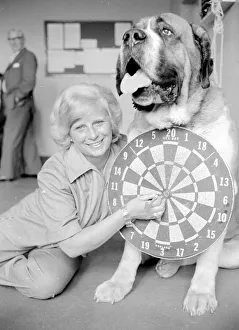 Sixteen stone St. Bernard dog Sebastian with his ownwe wearing a full size dart board