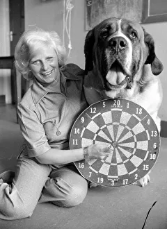 Sixteen stone St. Bernard dog Sebastian with his ownwe wearing a full size dart board