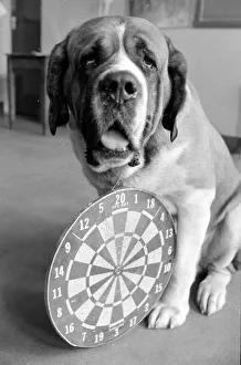 Sixteen stone St. Bernard dog Sebastian with his ownwe wearing a full size dart board