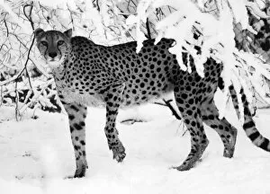 Images Dated 15th December 1981: Skinny Cheetah up to her paws in snow. December 1981 P006122