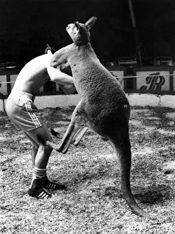 Kangaroo Prints: Skippy the kangaroo tries a bit of fancy leg-work-all over boxer Alan Minter