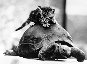 Tortoise Prints: Slow progress but a moving moment. Kitten hitches a slow ride