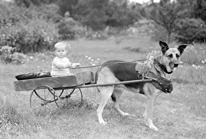 Size Prints: Small boy riding in a dog cart circa 1945 Union jack flag in collar