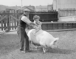 Farmer Prints: A small girl rides a pig at Beckenham Council Piggery Man flat cap holding girl