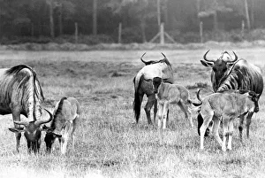 Horns Prints: A small herd of Wildebeest at Lambton Pleasure Park in September 1977