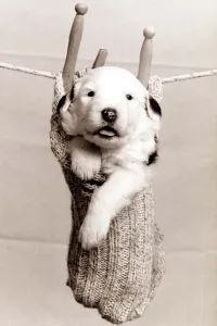 Loneliness Prints: A small puppy in a sock hung up on a washing line with wooden clothes pegs circa