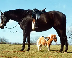 Core03 Prints: Small Talk - The Falabella Horse is set for stardom. He only weighs 4