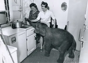 The smallest Elephant in the world to be in captivity - just 30 inches high - has arrived