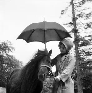 Ponies Prints: Smallest Shetland pony in the world being sheltered from the rain by a girl holding an
