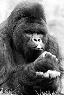 Something to smile about, Mukisi, Chester Zooes famous Eastern Lowland Gorilla is off to