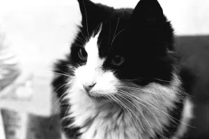 Smokey the cat, at 19 years has defayed nature and started growing three new teeth