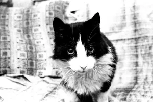 00111 Prints: Smokey the cat, at 19 years has defayed nature and started growing three new teeth