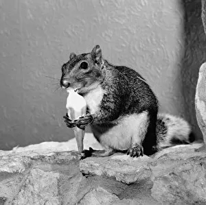 Images Dated 7th August 1981: Smokey the squirrel has changed his diet to ice cream cornetto keep cool in the summer