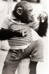 Alcoholic Prints: Smoking and drinking two of the vices this young chimpanzee has fallen into working as a