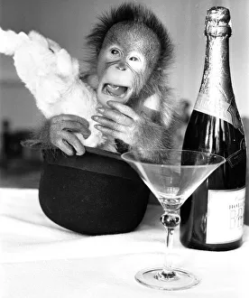 Orangutans Prints: A sneezing baby Orangutan at Twycross Zoo beside a bottle of Bollinger Champagne