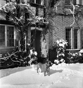Snow on fruit trees in a Tadworth garden. April 1950 O23770