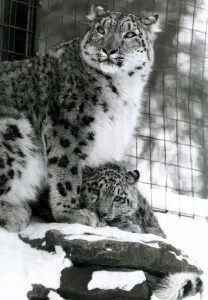 Cage Prints: Snow leopards in the snow at Marwell zoo leopard and cub January 1982