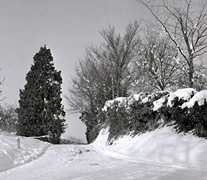 00183 Prints: Snow scene at Sandy Hatch lane near Ashford Hertfordshire Pathway path