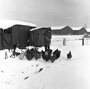 00880 Collection: Snow at Stockton Allotments. 1971