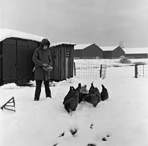 00880 Collection: Snow at Stockton Allotments. 1971