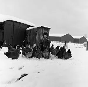 00880 Collection: Snow at Stockton Allotments. County Durham, 1971