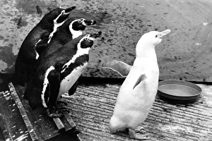 00040 Prints: Snowball the albino penguin with his mates. 27th May 1971 P044316