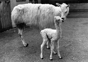 Llama Prints: Snowball the frisky new-born Llama with his mother at Southport Zoo. October 1982