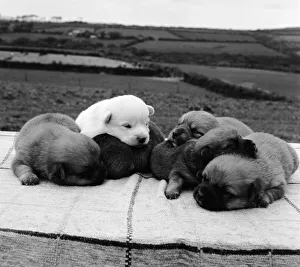 Snowy the pup, the odd one out of a litter of pure bred Welsh red corgies