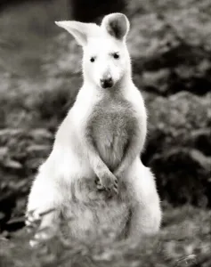 Core04 Prints: Snowy a rare White Bennets wWallaby at Battersea Park children