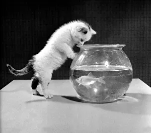 Snowy the five week old kitten belonging to Mr and Mrs A MArkey of Manchester has a nosey