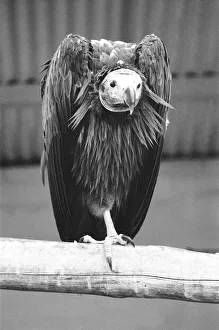Solitude Prints: The Sociable Vulture seen here at London Zoo 29th December 1970