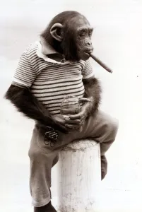 Monkeys Prints: Sofia the Chimpanzee wearing a striped top with trousers and smoking a cigar