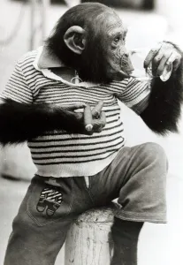 Sofia the Chimpanzee wearing a striped top with trousers and smoking a cigar