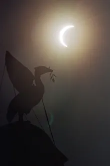 01106 Prints: The solar eclipse pictured behind the Silhouette of the Liver Bird on a tower of