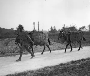 Soldiers from the 3rd Lahore Indian Division seen here with mules loaded with bails of
