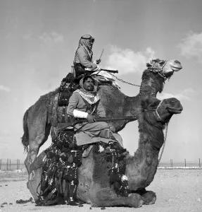 Middle East Prints: Soldiers from the Arab Legion Camel Corpd seen here on patrol of the Jordanian border