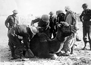 Soldiers of the Kings Own regiment searching the camel saddle-bags of a Bedouin