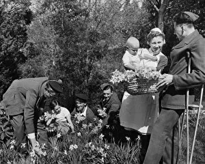 01445 Collection: Soldiers recovering in hospital help one of the nurses pick flowers in the grounds