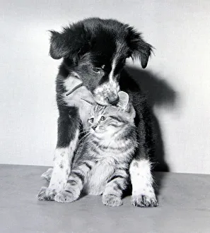 Puppy Prints: Sophie the border collie pup with Missy the tabby kitten December 1957