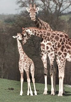 Images Dated 6th April 1998: Sophie the newborn Giraffe makes her first public appearance with mum Amy
