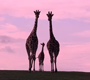 Sophie the newborn Giraffe makes her first public appearance with mom Amy